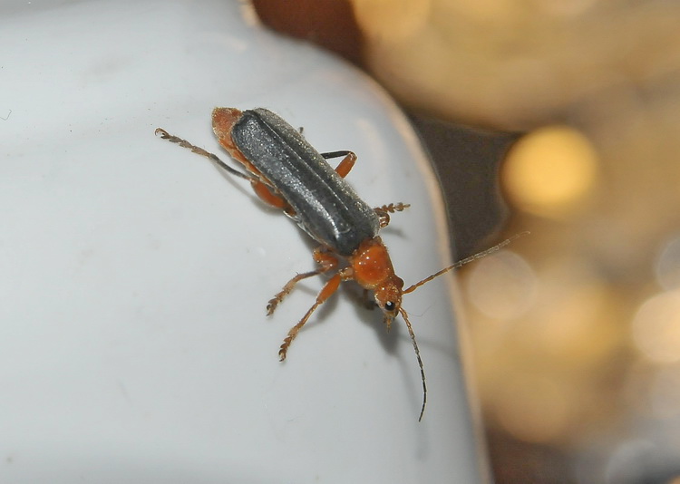Cantharis livida - L''amico della sera